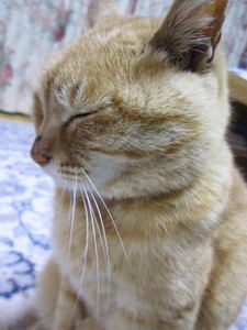 tama007.jpg