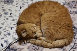 tama048.jpg