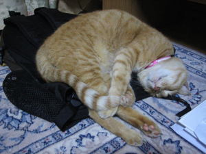 tama078.jpg